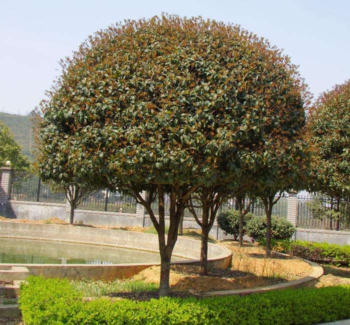 门前院子里种树有什么讲究,门前种树有什么风水禁忌呢