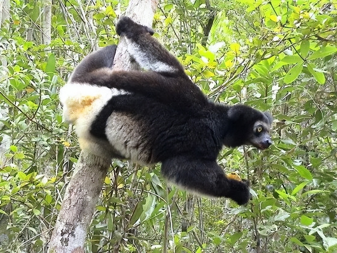 可爱妖娆的小精灵，超过瘾|这里的狐猴也太好撸了吧！