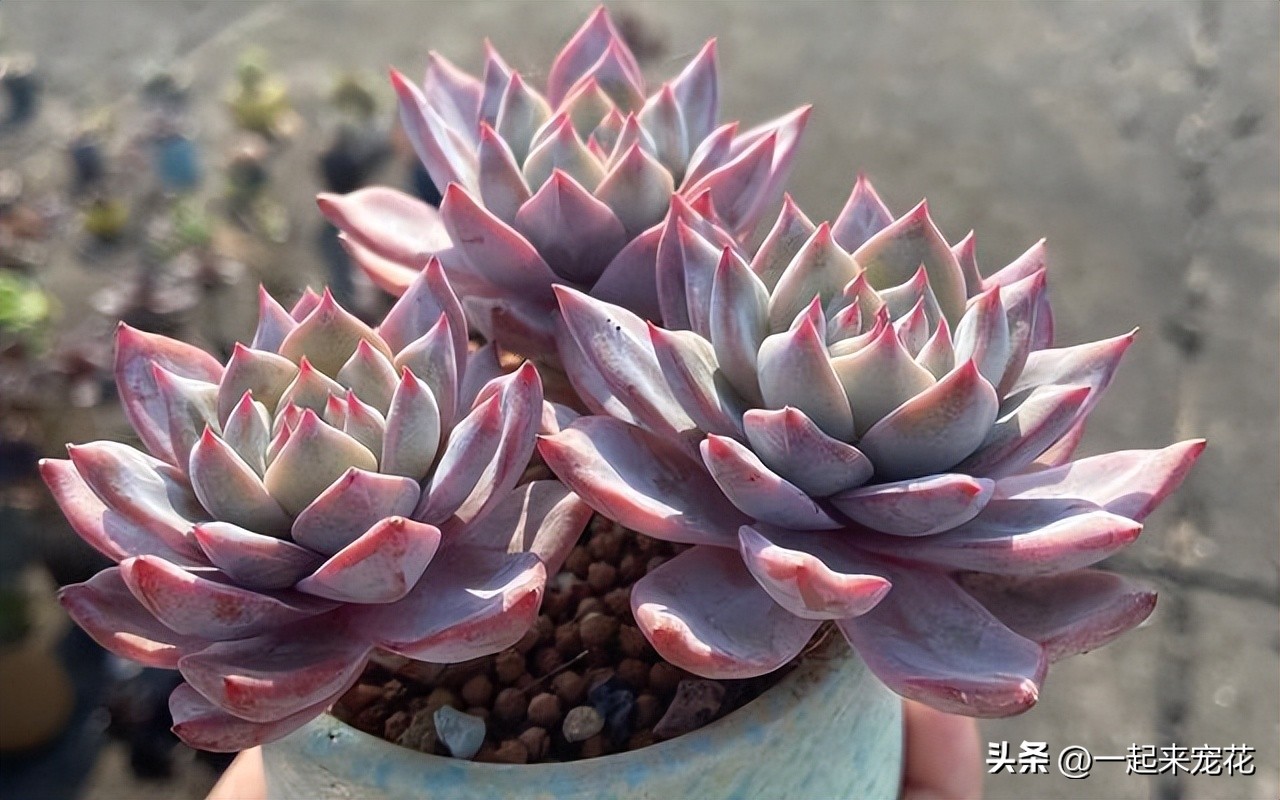 多肉粉蓝鸟怎么玩,粉蓝鸟多肉养护方法和技巧图解