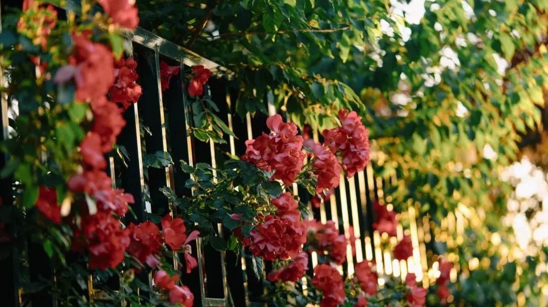 北京居庸关花海栈道,北京四季花海景区