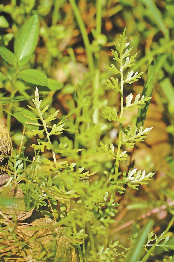 深圳中心城区再现野生水蕨！记者独家专访科研团队还原野生水蕨发现全过程