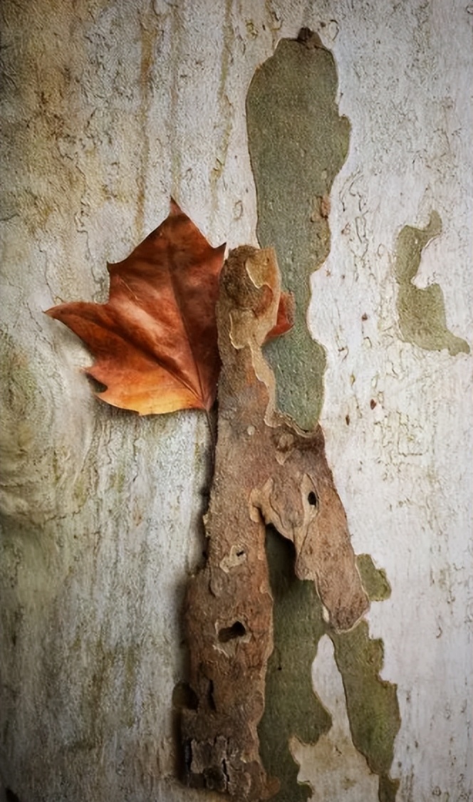 现代时尚生态木门风格,现代自然门