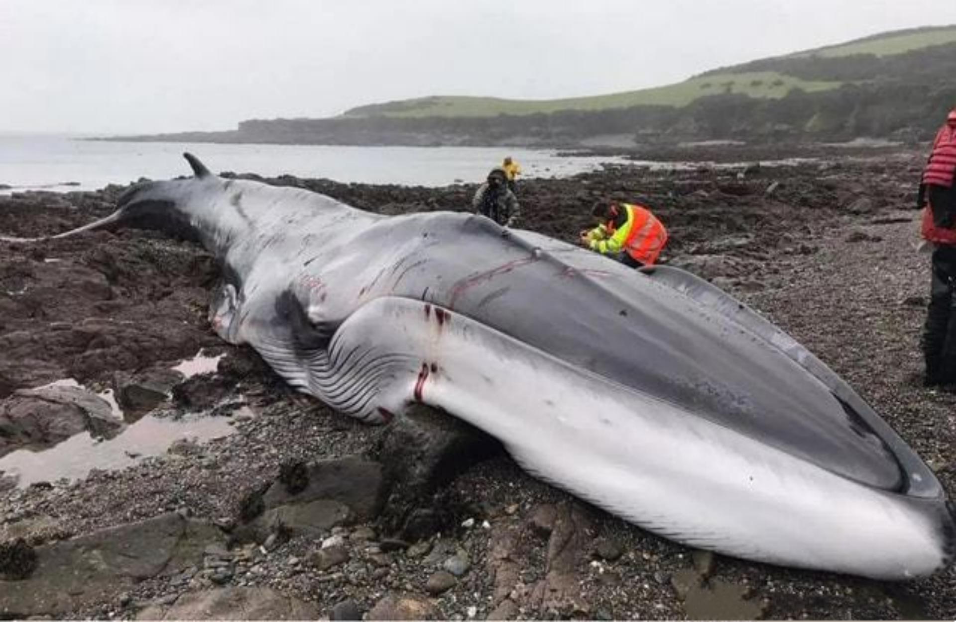 渔民在印度洋捞鱼发现尸体,也门渔民捡到127龙涎香