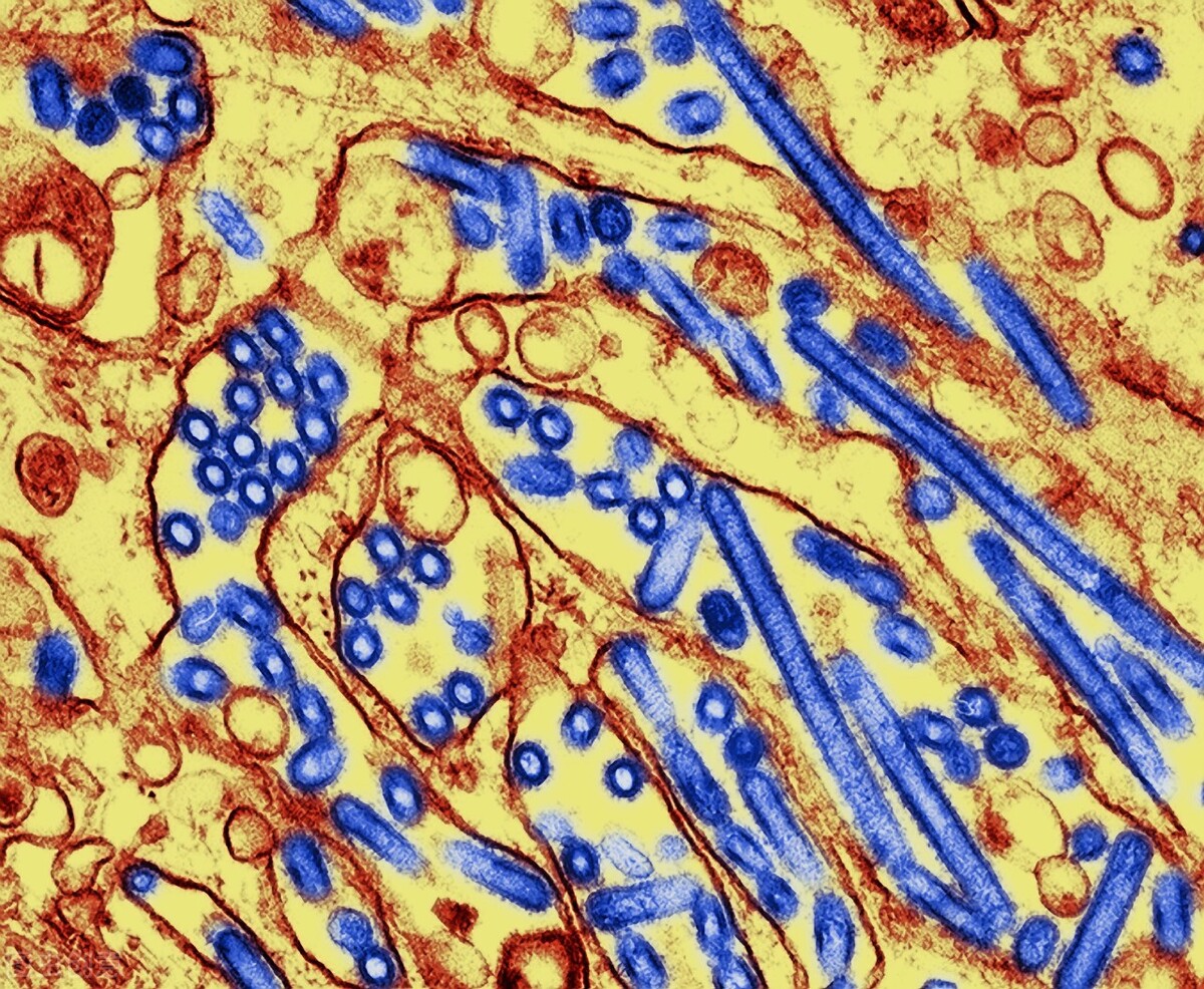 扫描电子显微镜工作原理,电子隧道显微镜原理