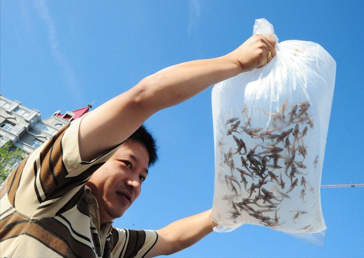 世界上发现的最大鳇鱼,黑龙江大鳇鱼是国家保护动物吗