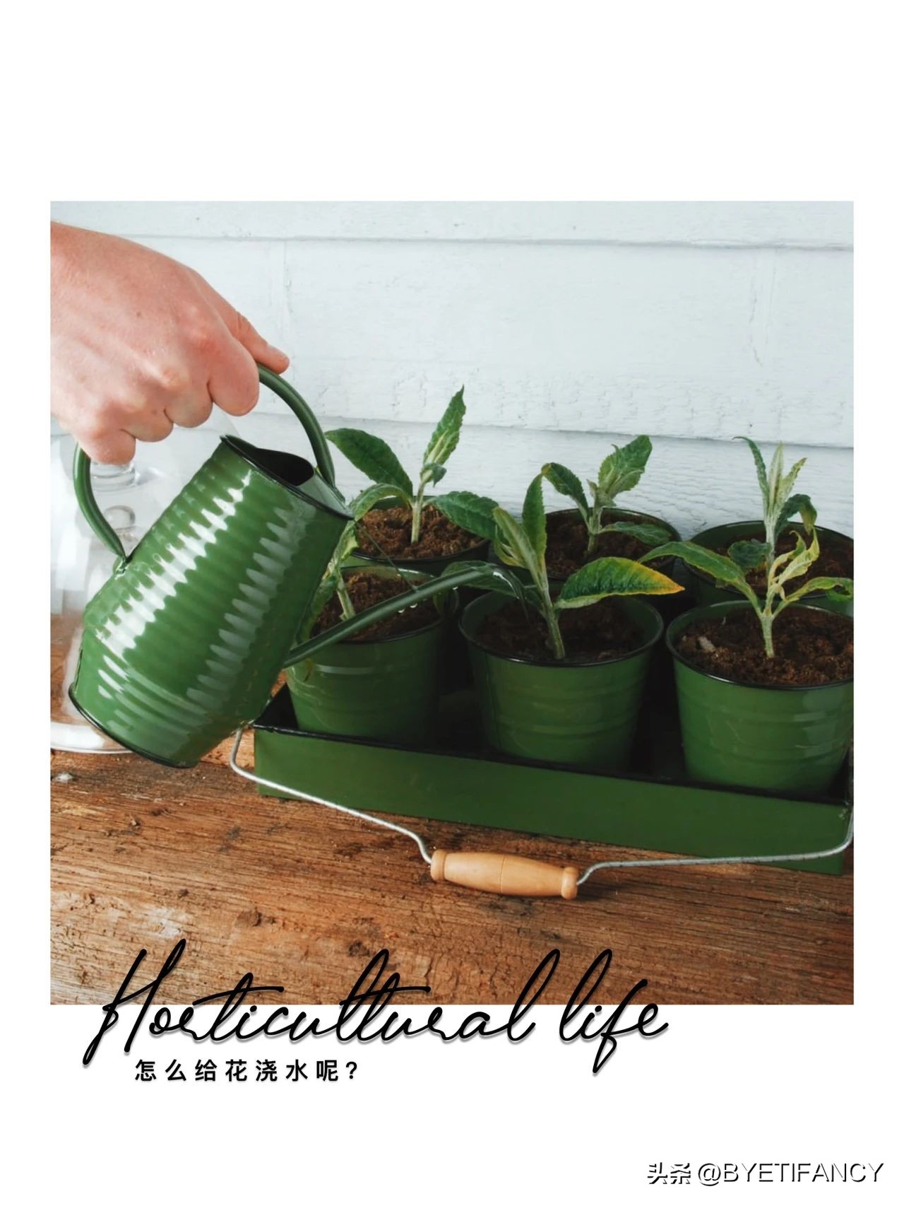 冬季怎样给花浇水,给花浇水的作用