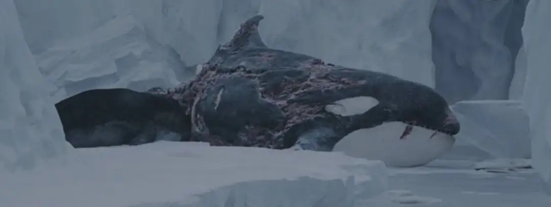 哈士奇有野外生存能力吗？将十只哈士奇放到非洲大草原会怎么样？