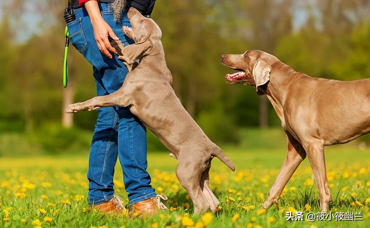 你家狗狗喜欢上别人了吗,狗狗为什么一直扒拉主人胳膊