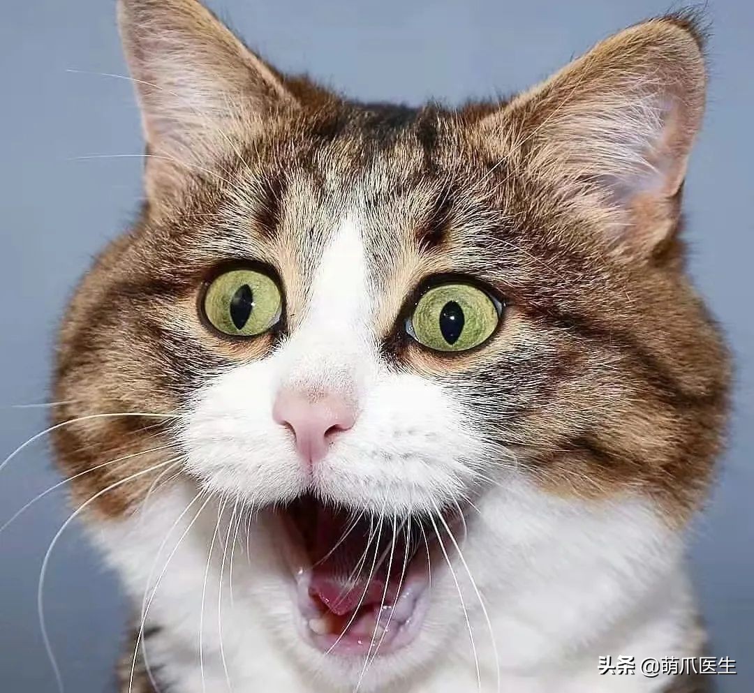 这只叫“长生”的猫咪，真实身份是美人鱼