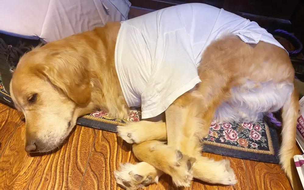 金毛身上腥臭怎么去除,金毛狗粮