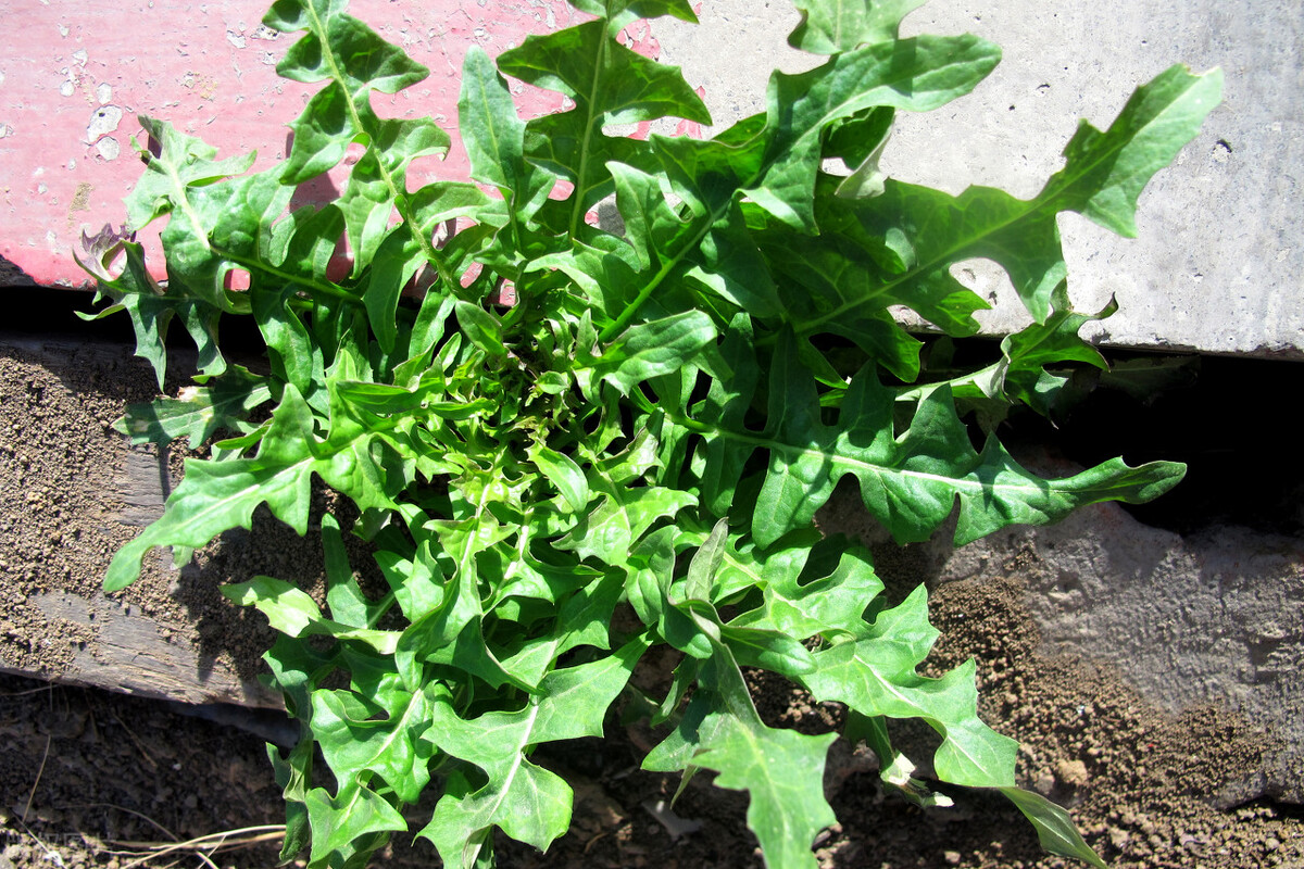高钙菜一种可以补钙的野菜,高钙菜是野菜吗