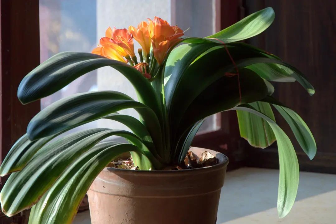 君子兰的叶片长得越来越短,君子兰叶子越来越窄怎么处理