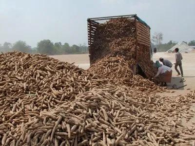 非洲人不种水稻，反而要大量种植能毒死人的木薯呢？抵不住产量高