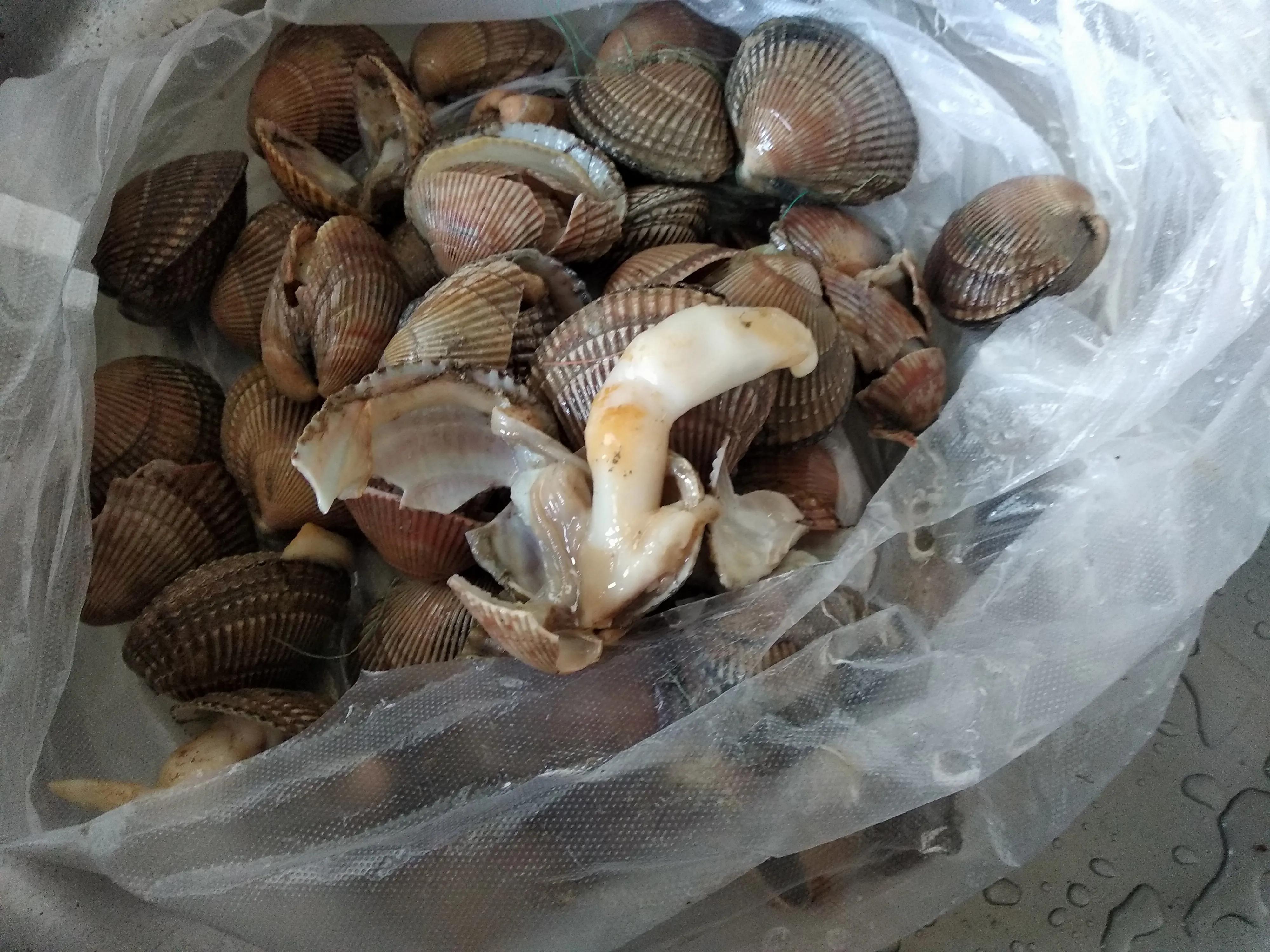 这个季节适合吃的小海鲜,春季肥美的小海鲜