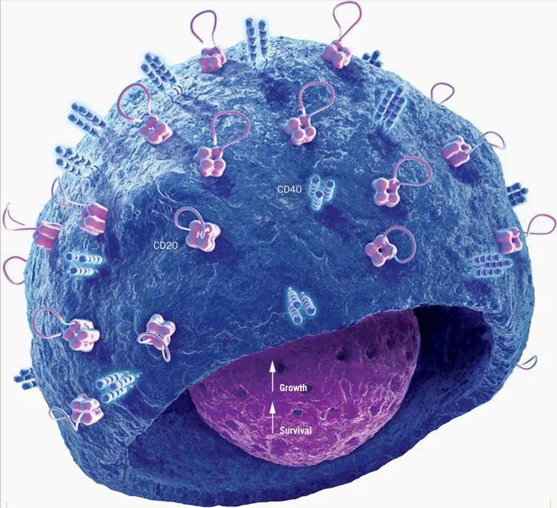 为什么吃菠萝嘴发麻？因为菠萝蛋白酶，没想到好处那么多啊