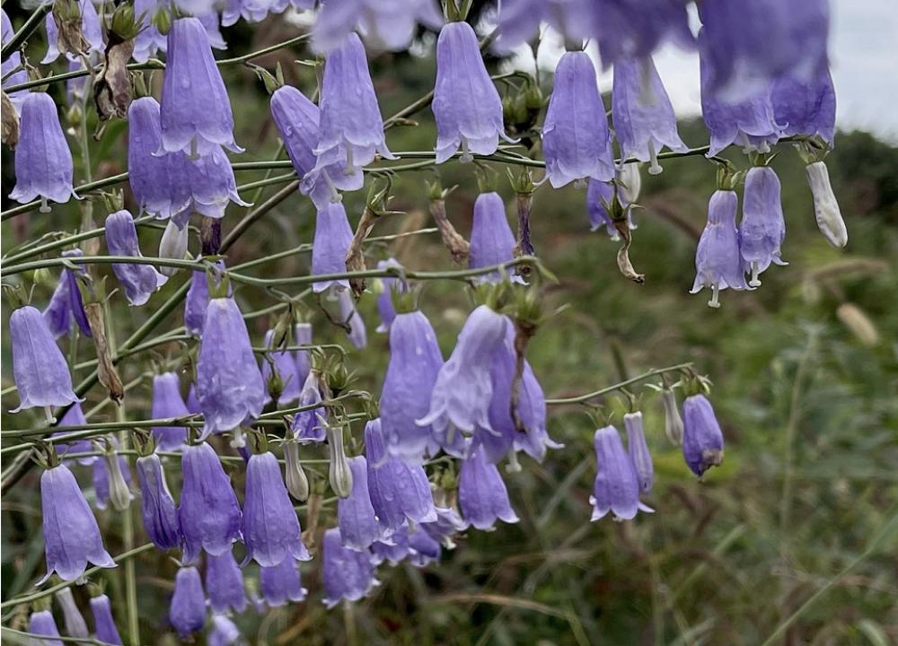 人参沙参西洋参，*党**参丹参太子参，功效大不同，癌症别乱用