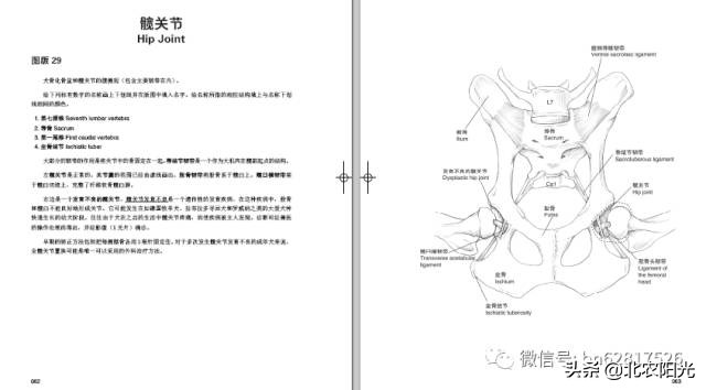 犬解剖图手绘,犬解剖生理3d图