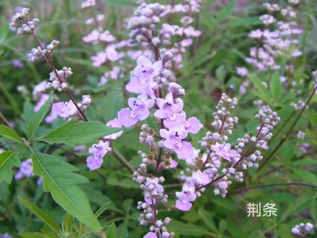 100种花草图片欣赏,50种花草图片大全