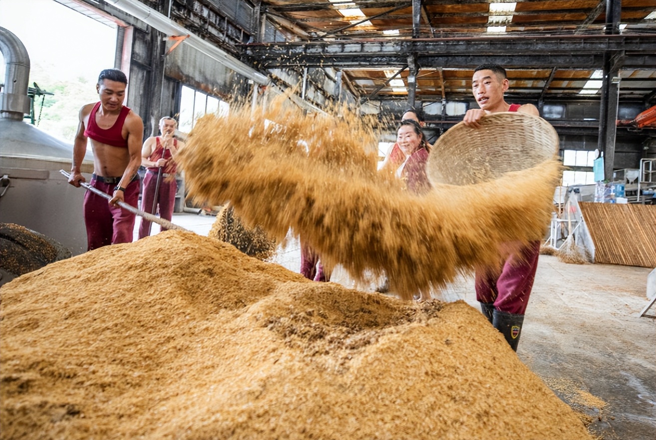 又到一年杨梅季,杨梅还没成熟能泡酒吗