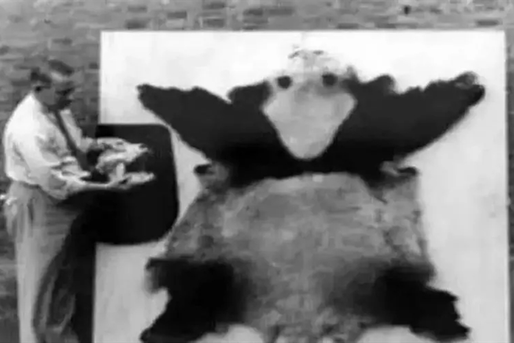 1937年大熊猫被外国人偷走,1939年被伦敦偷走的大熊猫