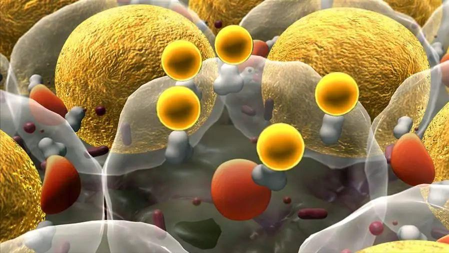 胰岛素都有什么作用,胰岛素的作用与危害论文