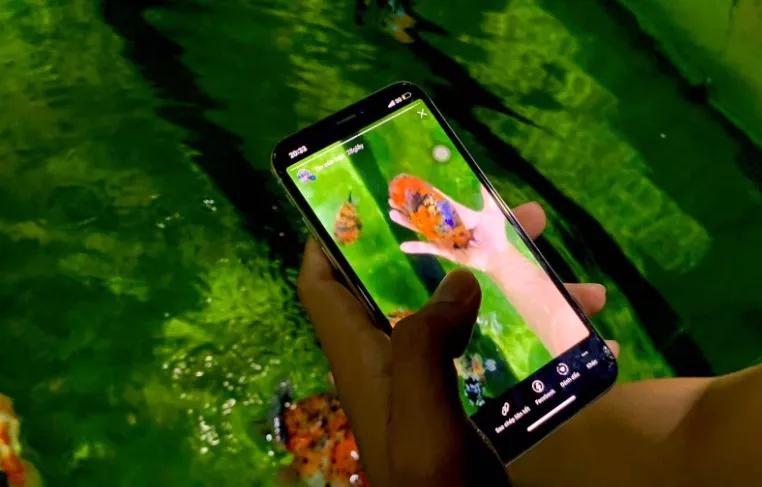 兰寿金鱼如何养头大,兰寿金鱼栽头了怎么处理