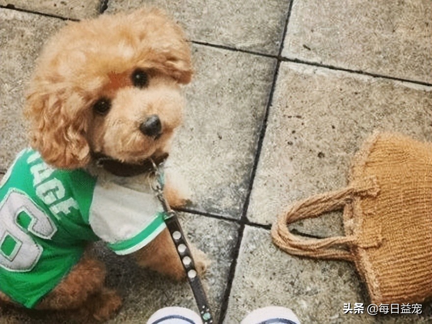 泰迪犬挑食怎么办?铲屎官这样做,效果极好