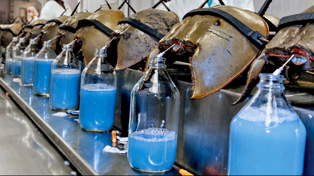 盘点十种神奇动物的价格,盘点五种有巨毒的生物