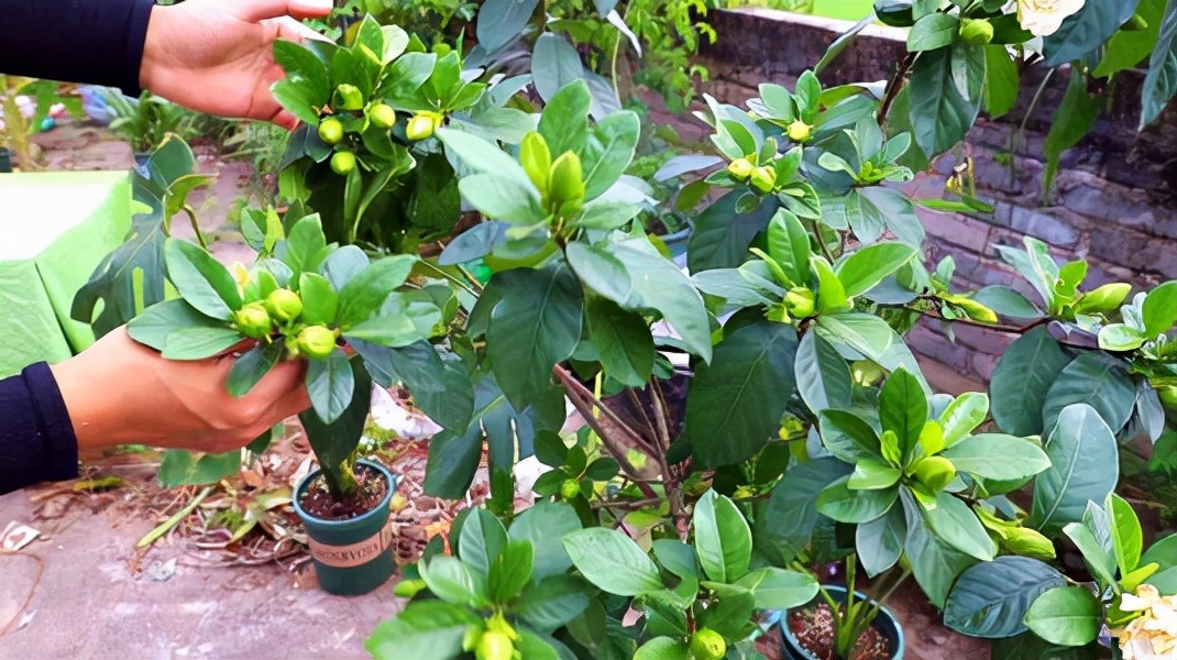 水培栀子花叶子发黑出油,怎样养好栀子花盆栽视频