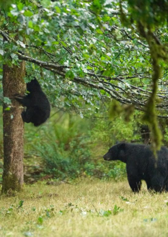 装死躲过棕熊,男子上山挖野菜遇黑熊还活着吗
