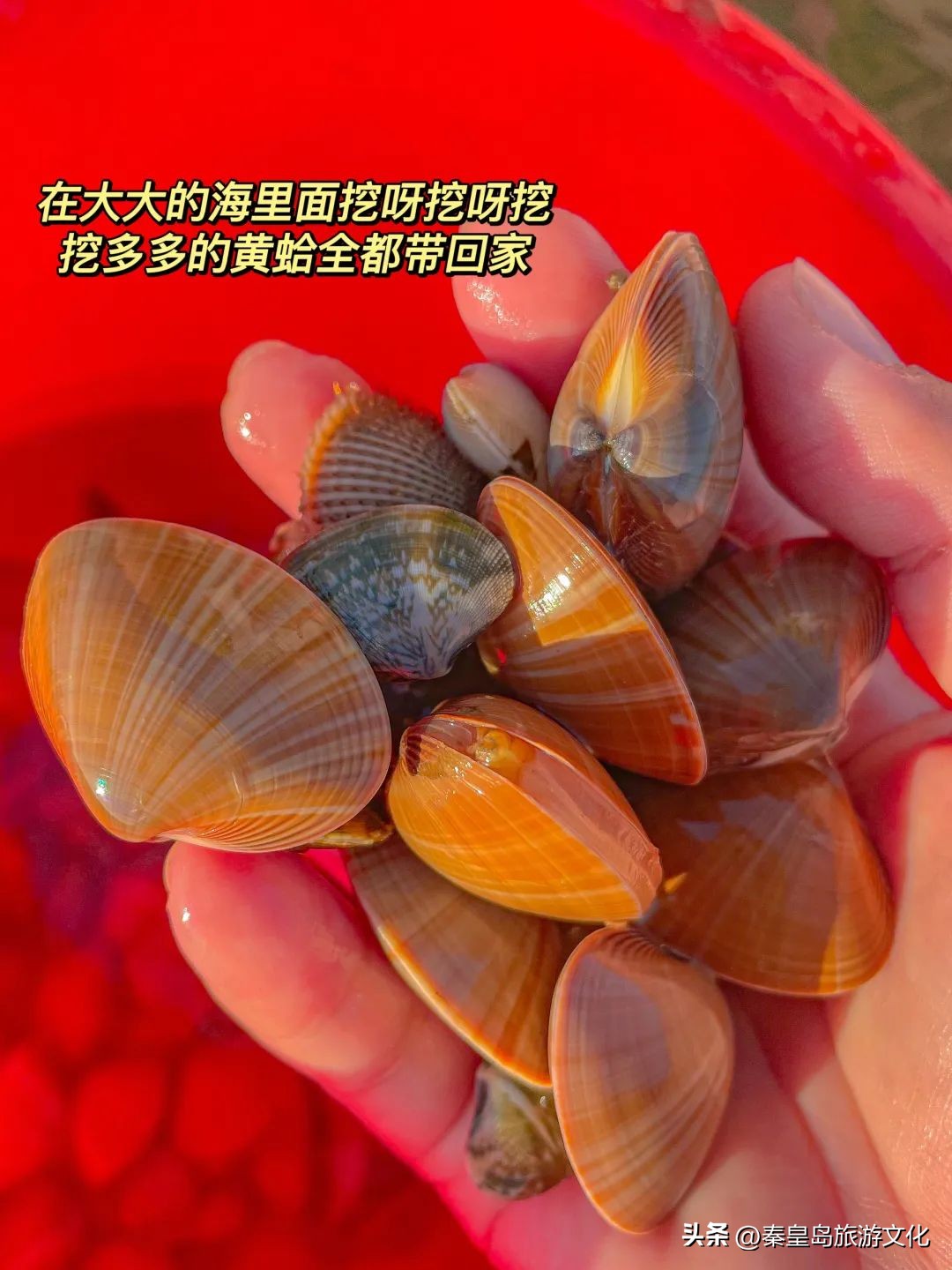 秦皇岛赶海海鲜都有什么,秦皇岛哪里可以赶海捉海鲜