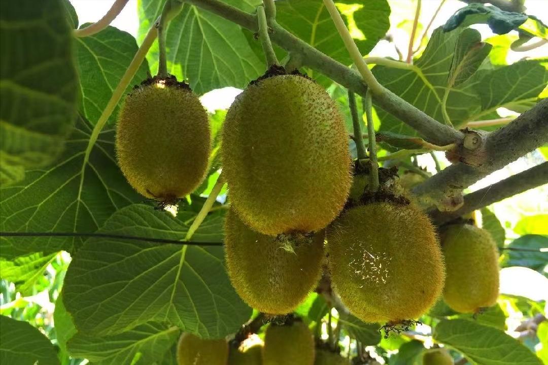 新西兰猕猴桃种植到中国,新西兰猕猴桃国内种植