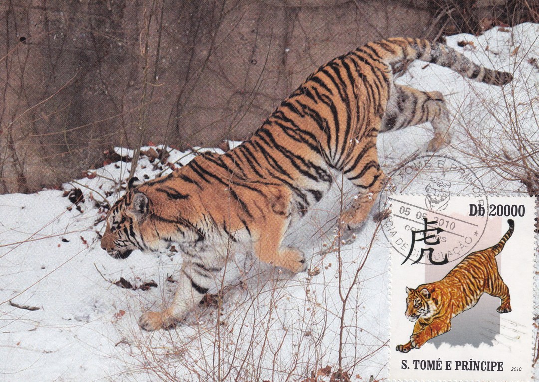 壬寅年虎首银章,壬寅年生肖虎每月运势详解