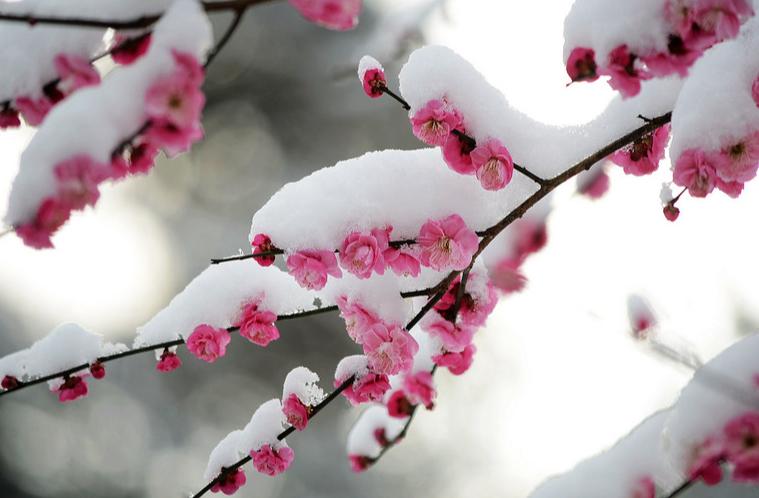 赞美天山的著名诗句,关于天山的诗句和优美词句