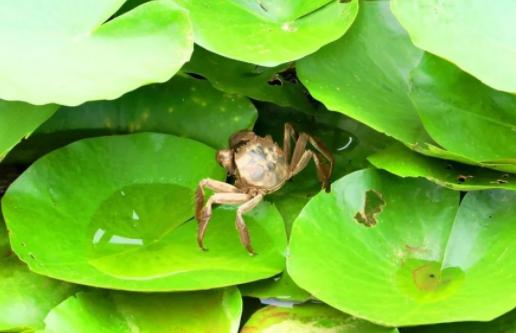 男子养殖螃蟹,男子养4个龙虾致富