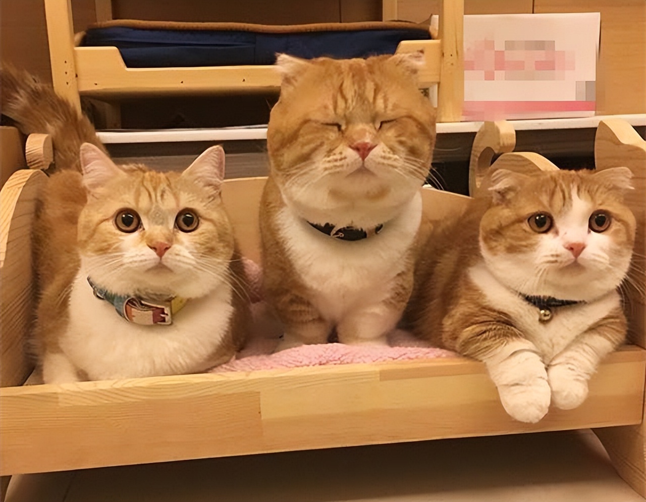 第一次养猫应该怎么选猫,养了7只猫咪