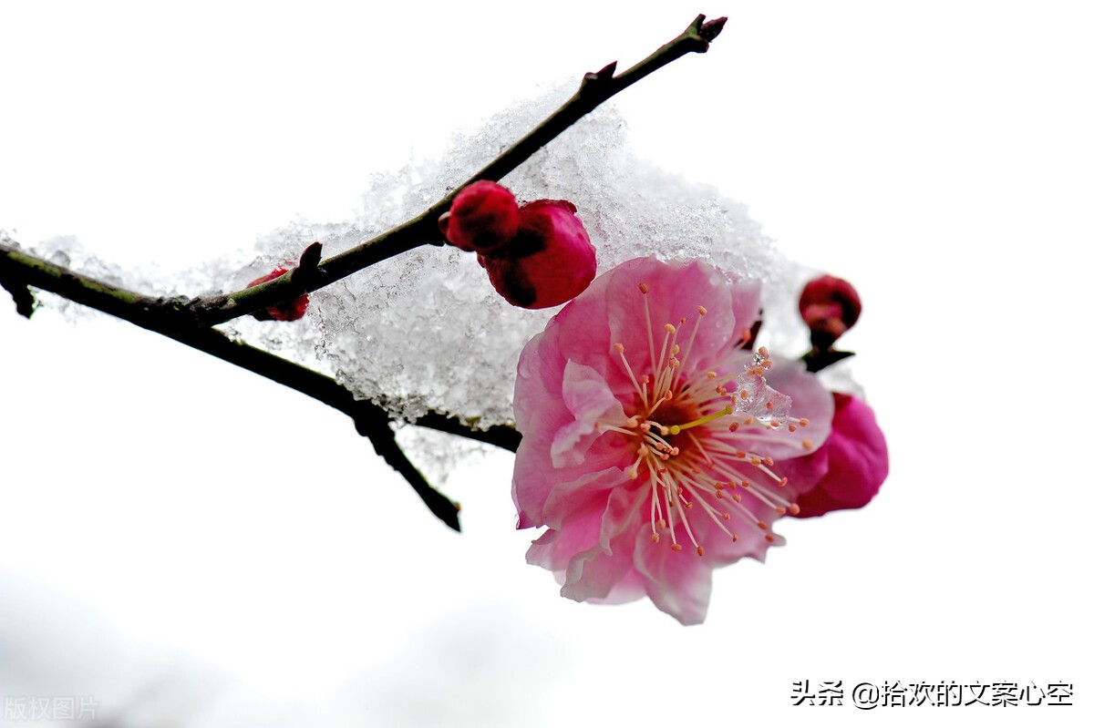 迎冬奥优美诗句,春节与冬奥的诗句