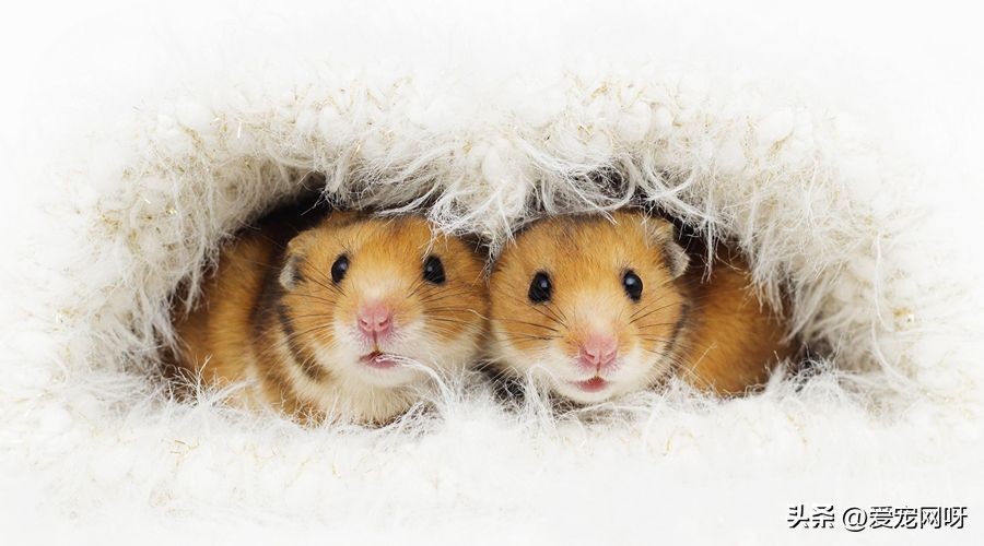 仓鼠常见疾病及治疗方法,仓鼠常见的病用什么药