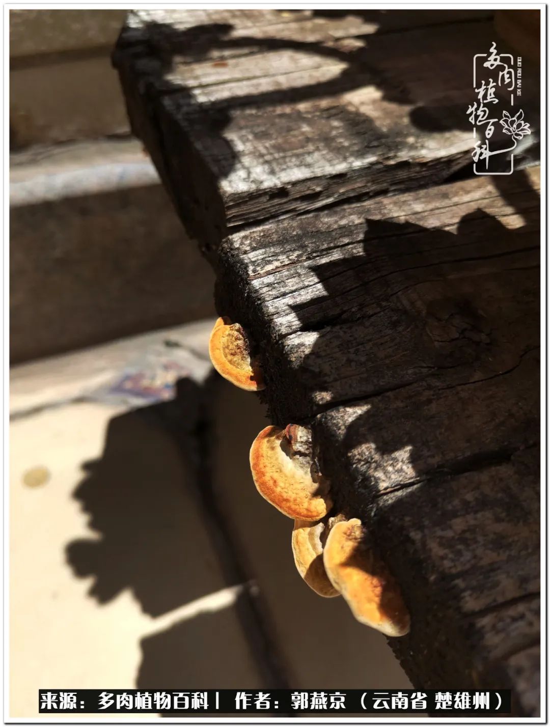 小院的多肉陪我度过春夏秋冬,好度夏又好过冬的多肉