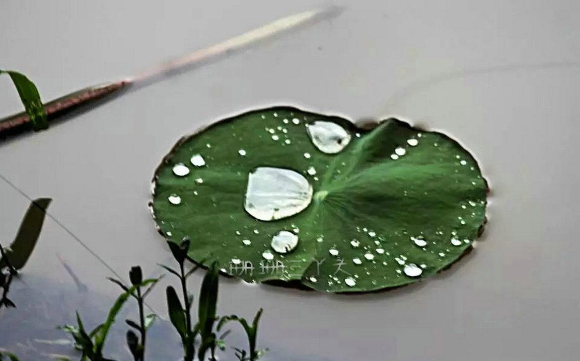 佛山最美荷花景区,佛山荷花世界游玩攻略