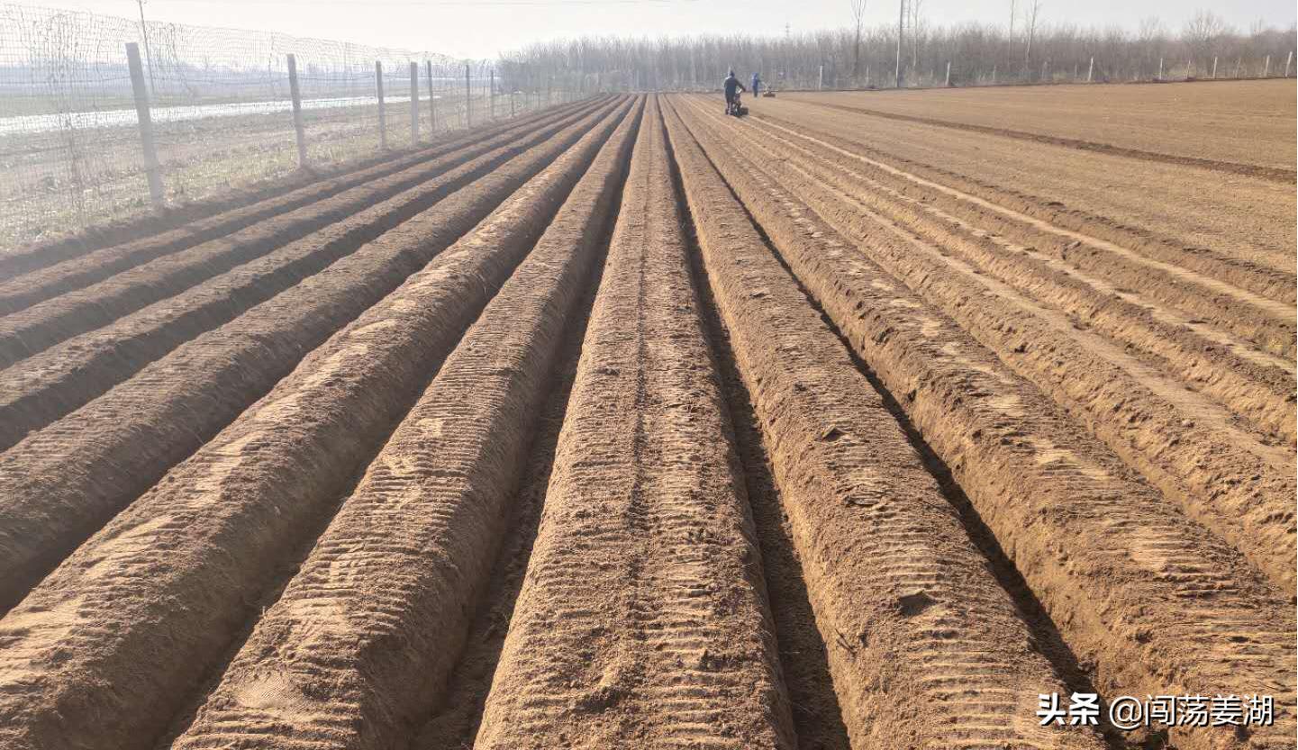 生姜播种越早产量越高这是真的吗,生姜几月份播种最佳时机