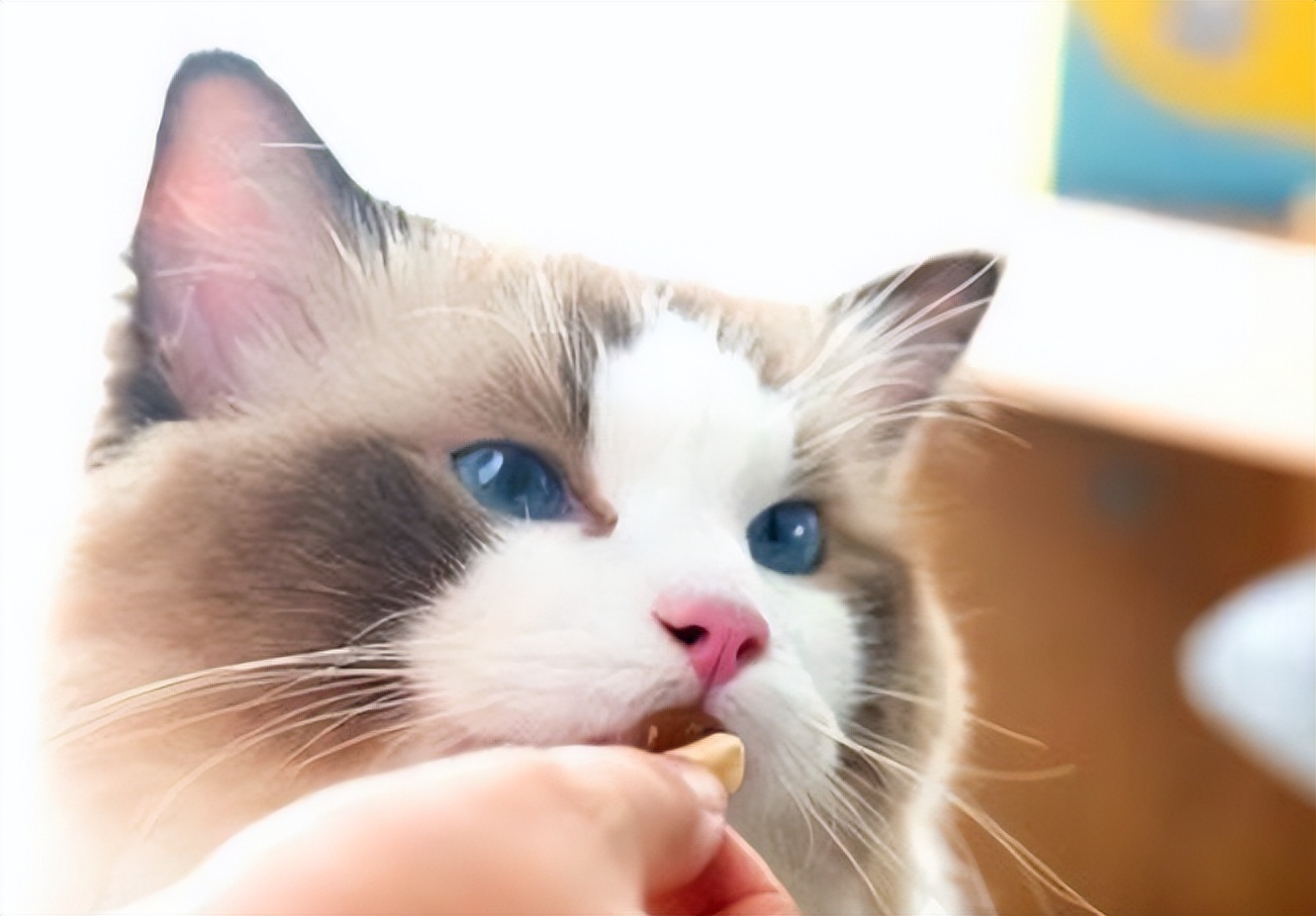 猫急性肠胃炎的症状及治疗方法,猫急性肠胃炎的症状及治疗方案