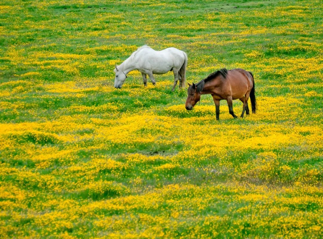 川西阿坝旅游详细攻略地图,川西阿坝旅游攻略三天