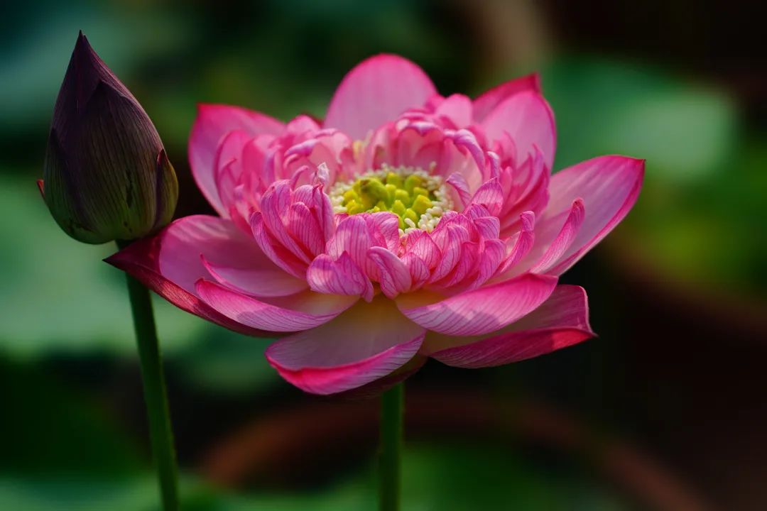 绝美的荷花品种大全图集,超好看荷花品种大型荷花