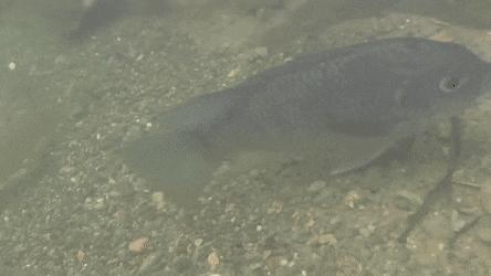 罗非鱼广东人爱吃,为什么美国人喜欢罗非鱼