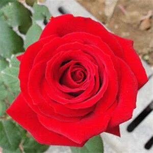 玫瑰花漂亮的图片,分享一个漂亮的玫瑰花图片