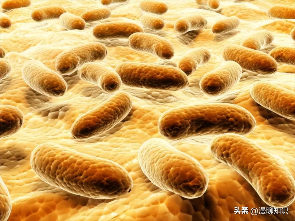 马传染病的传播,马传染性子宫炎