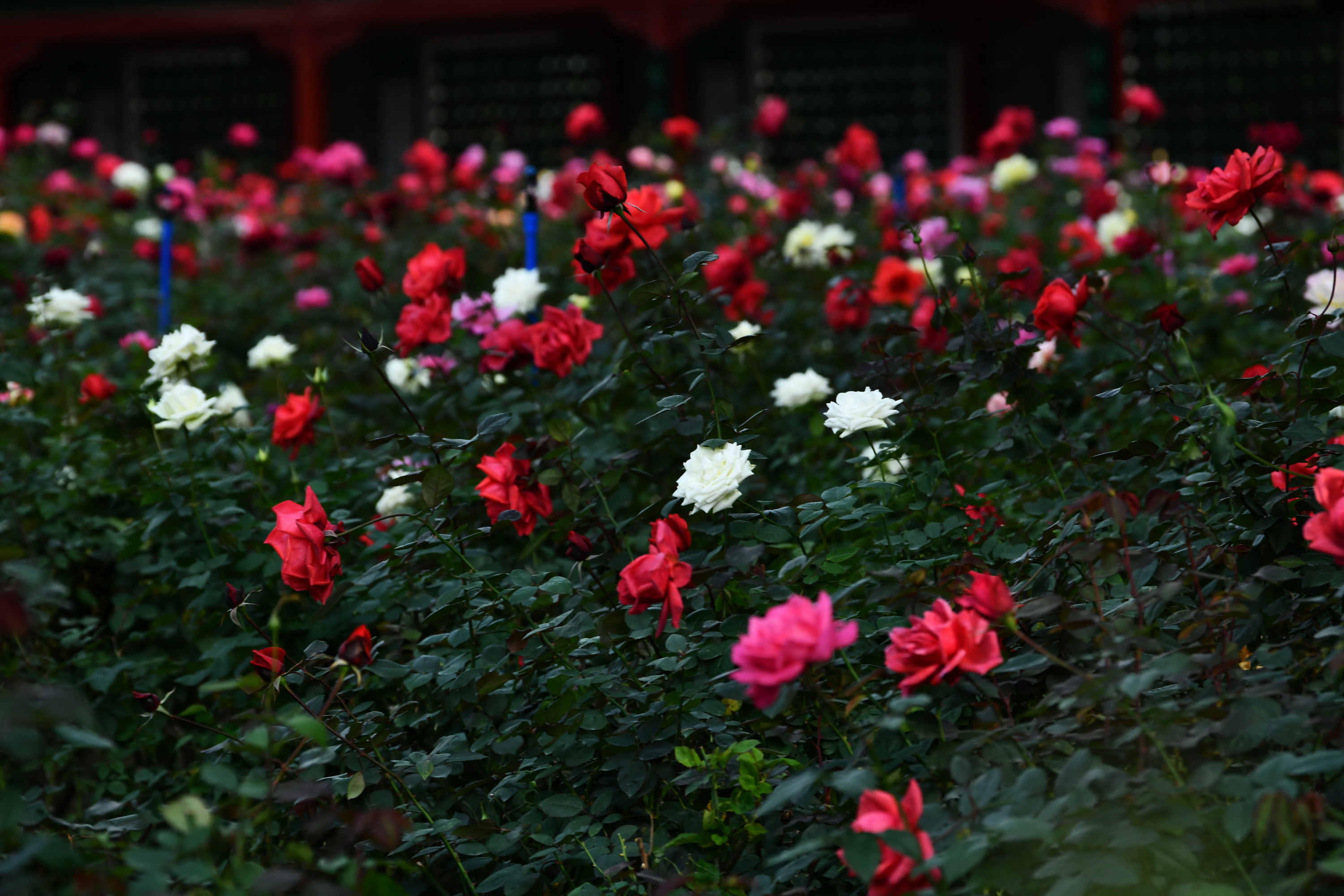 广州市番禺区宝墨园攻略,广州宝墨园景观