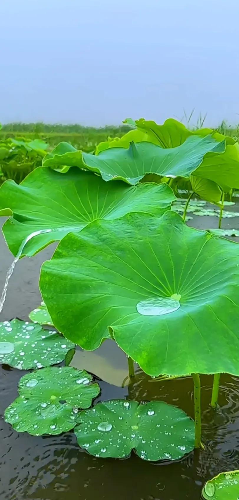 夏至荷花荷叶图片,夏至时节荷花正美图片