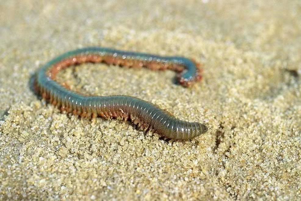 生蚝壳上的圆圆的虫子是什么,生蚝壳有红色虫子是什么虫子